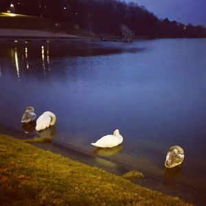 View of swans swimming in lake