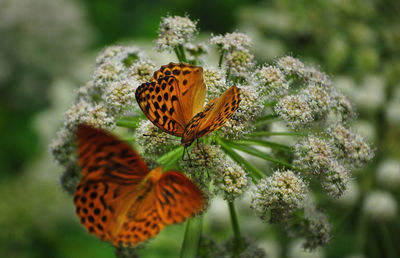 Close-up of butterfly pollinating on flower