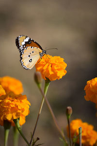 Beautiful butterfly on marigold flower in the garden