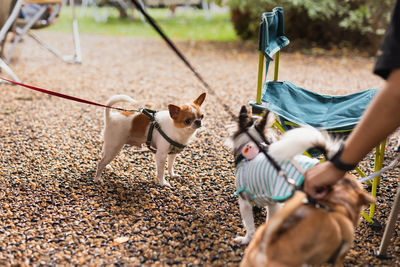Selected focus group of chihuahua pedigree family of three playing together.