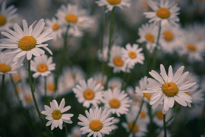 Close-up of white flowering plants