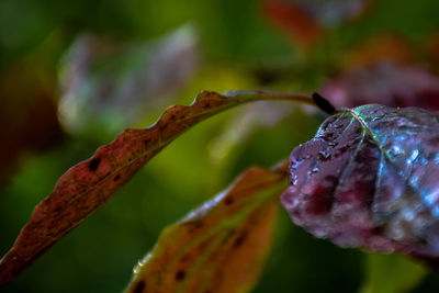 Close-up of insect on plant