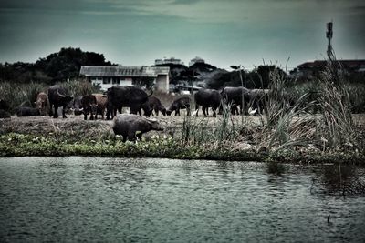 Horses on riverbank against sky