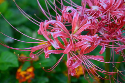 Close-up of pink flowers