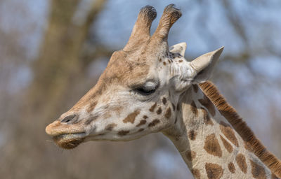 Giraffe head.