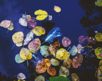 Multi colored flowers leaves floating on water