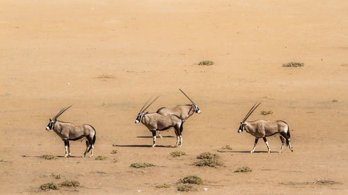 Deer standing on sand at desert