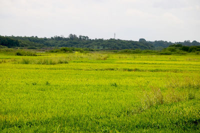 Scenic view of field against sky