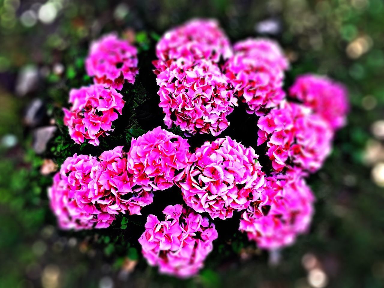 CLOSE-UP OF PINK FLOWERS