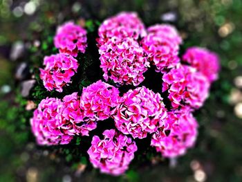 Close-up of pink rose flowers