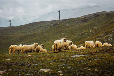 Herd of white sheep. cattle on meadow in swiss mountains, zermatt. farming landscape with muttons.