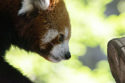 Close-up of dog looking away