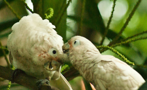 Close-up of birds perching