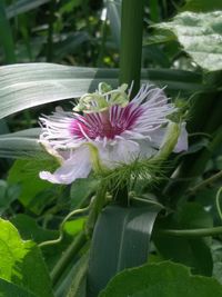 Close-up of pink flower