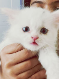 Close-up of hand holding white cat