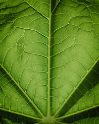 Close-up of green leaves