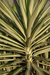 Full frame shot of leaves