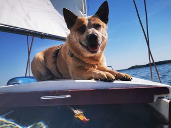 Dog looking at sea against sky