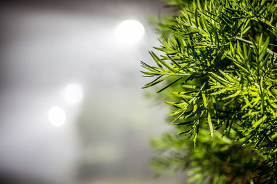 Close-up of pine tree