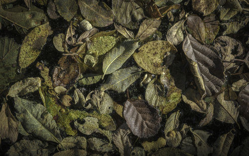 High angle view of leaves on plant