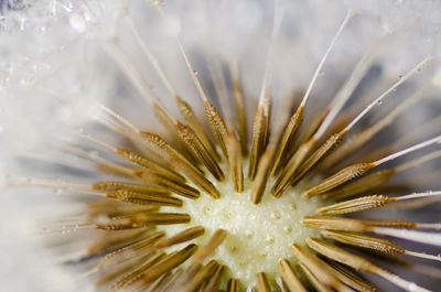 Close-up of dandelion flower