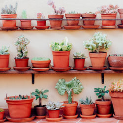 Plants fashion concept. cactus background