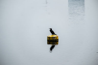 Bird on lake