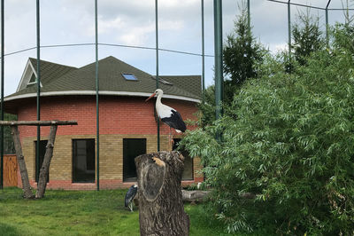 Bird perching on a tree