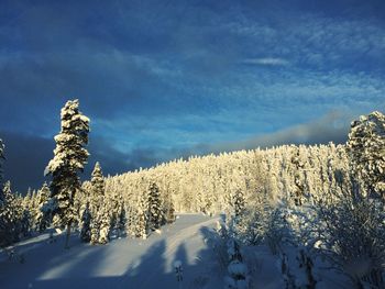 Snow covered land and trees against sky