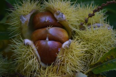 High angle view of fruits on field