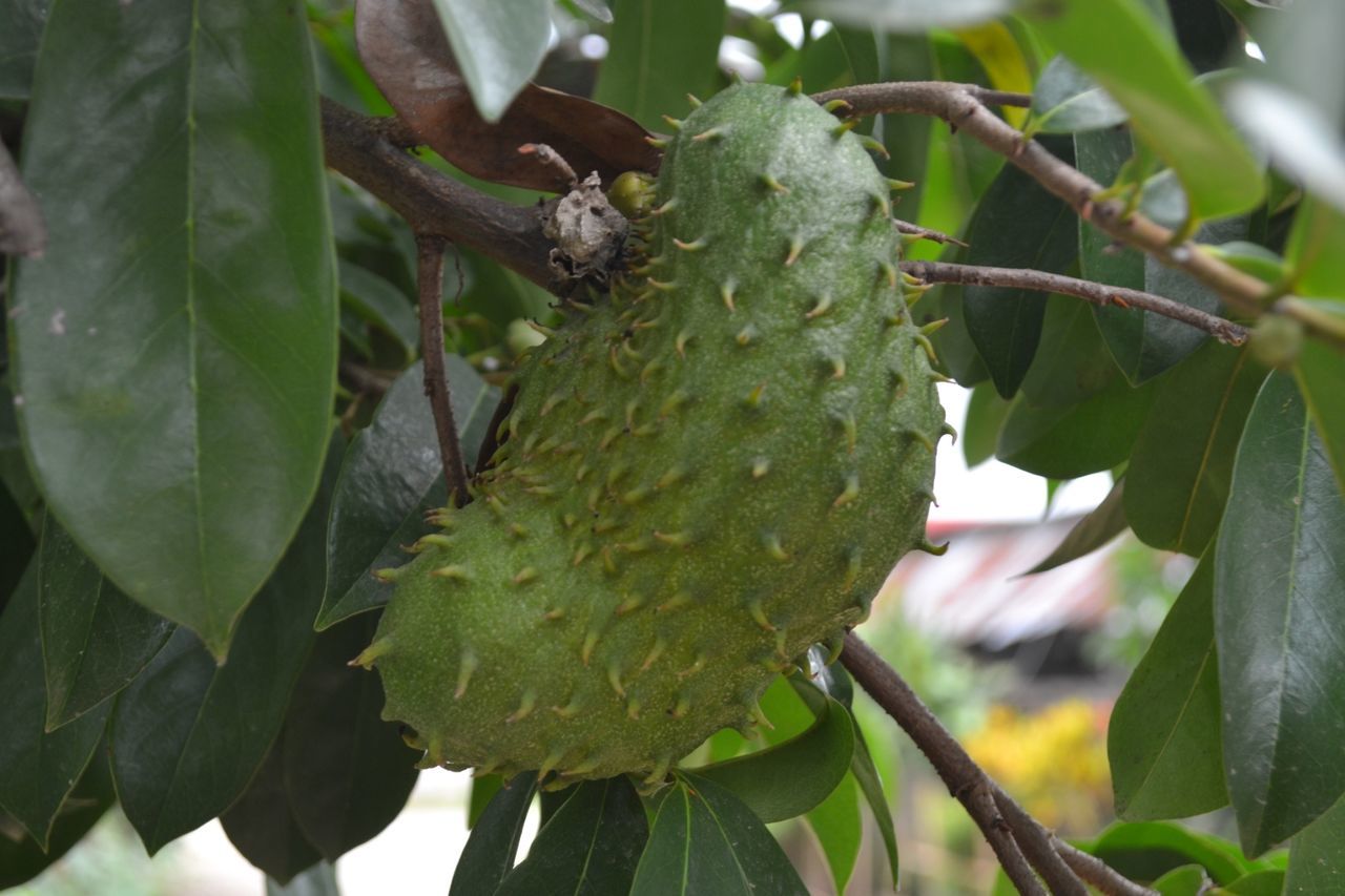 Tree Leaf Fruit Agriculture Close-up Plant Green Color Food And Drink