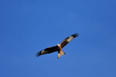 Low angle view of red kite flying in sky