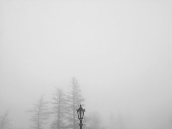 Bare trees against sky during winter