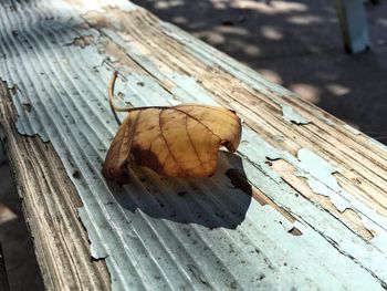 Close-up of lizard on wood