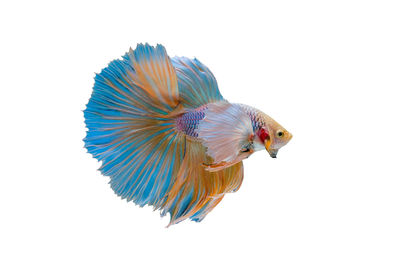 Close-up of a bird flying over white background