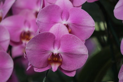 Close-up of pink orchids