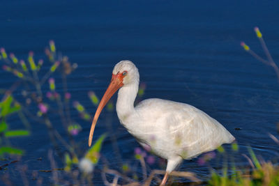 Close-up of bird