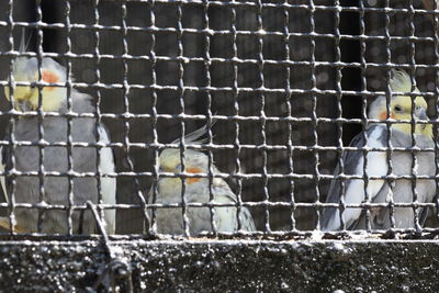 Close-up of bird in cage