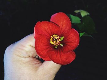 Close-up of hand holding flower
