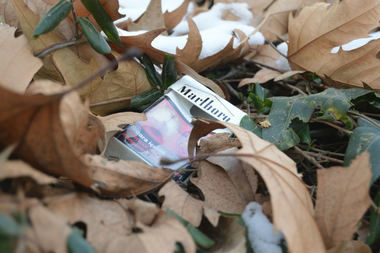 text, leaf, close-up, western script, abundance, selective focus, communication, paper, large group of objects, dry, leaves, variation, no people, high angle view, focus on foreground, day, for sale, outdoors, still life, autumn