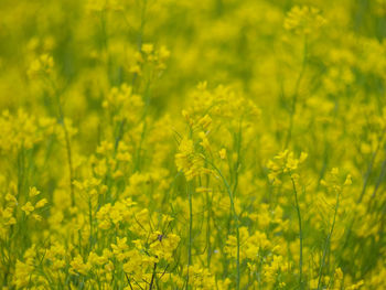 Yellow flowering plants on field