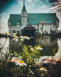 Yellow flowering plant by buildings in city