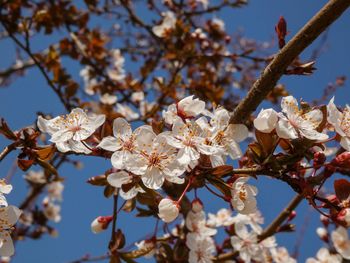 Low angle view of cherry blossoms against sky