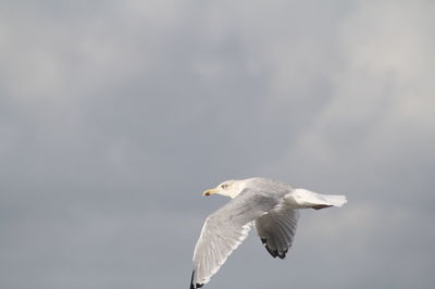 Seagull flying in sky