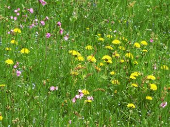 View of flowering plants in field