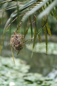 Close-up of spider on plant