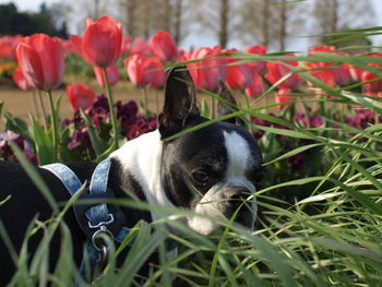 Close-up portrait of a dog on flower