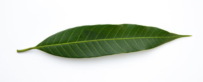 Close-up of leaf over white background