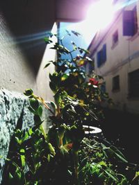 Low angle view of plant against house