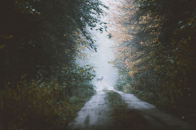 Road amidst trees in forest